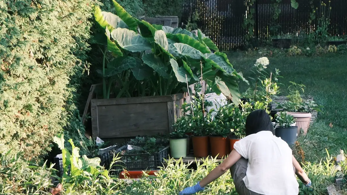 Démarrer un potager en carré : ce qui marche vraiment
