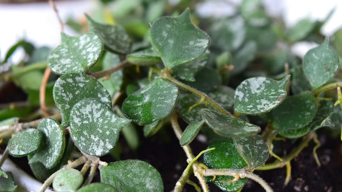 Entretien plante verte
