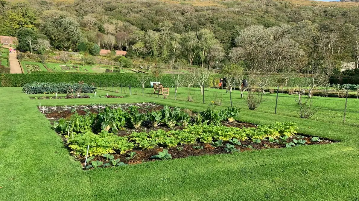 Paillage du potager
