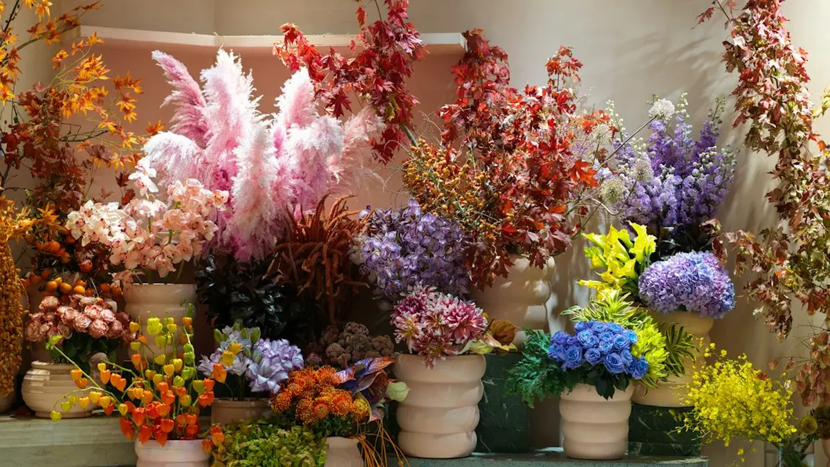 Plantes d'intérieur colorées