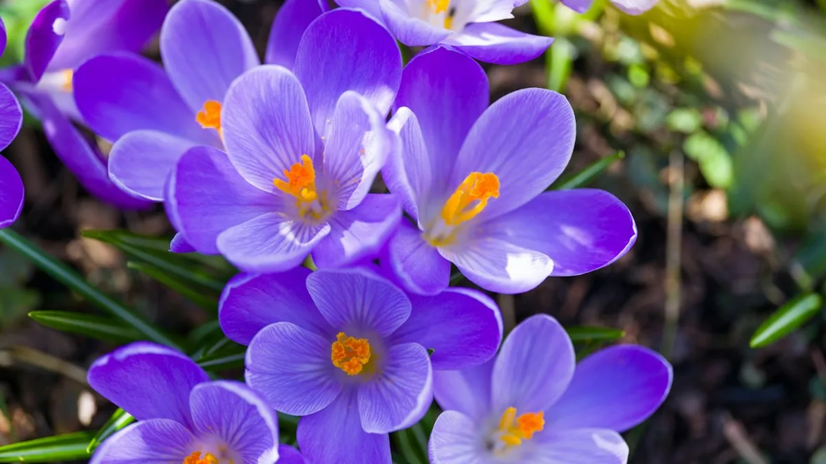 Que planter en mars fleurs